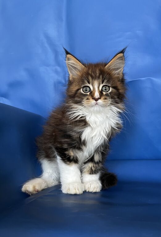 4922864  Gattini maine Coon